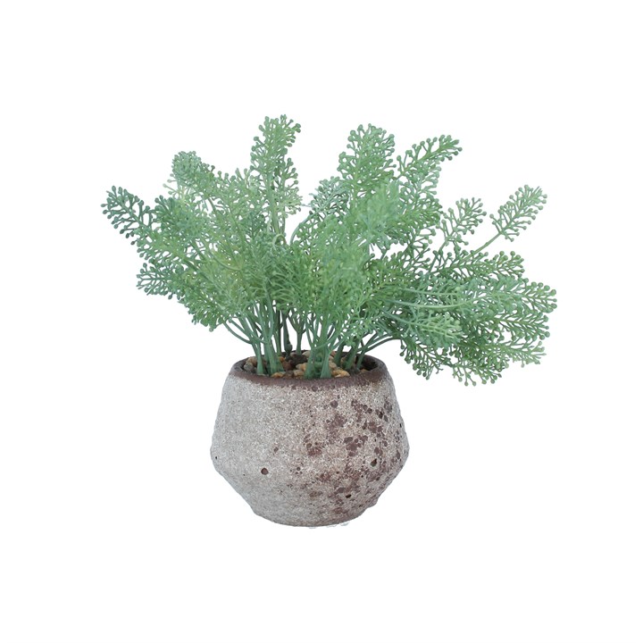 gisela graham Potted Plant - Faux Seed Fern Succulent