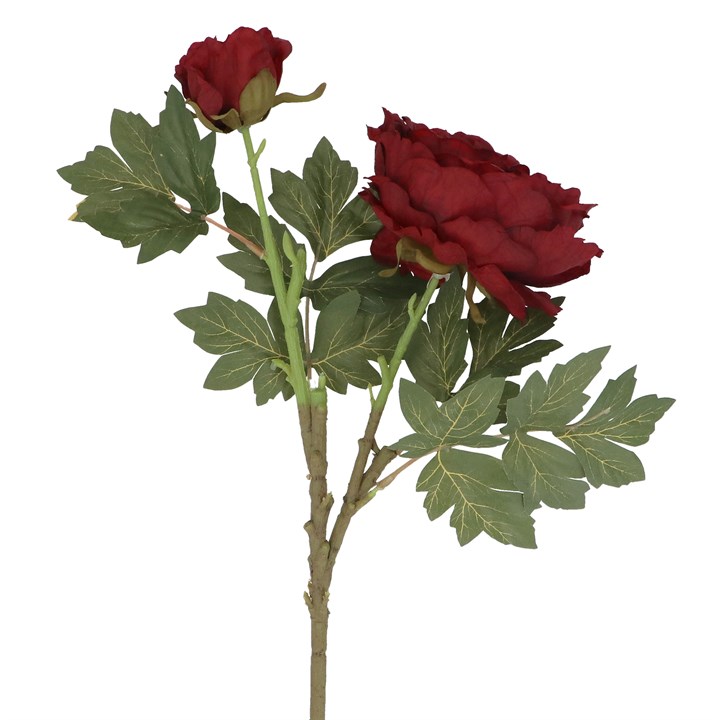 gisela graham Stem - Antique Burgundy Peony with Bud Stem