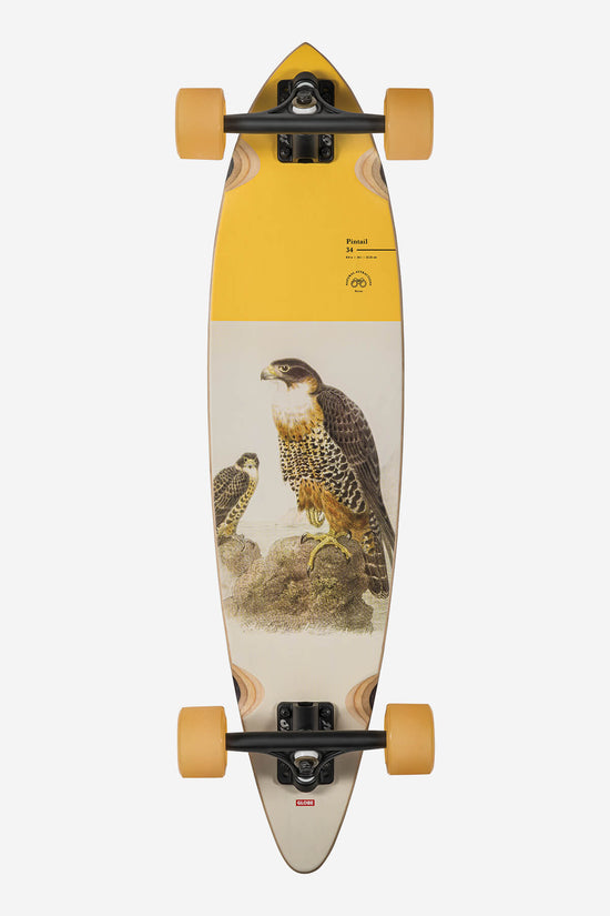 globe Pintail 34 - Falcon