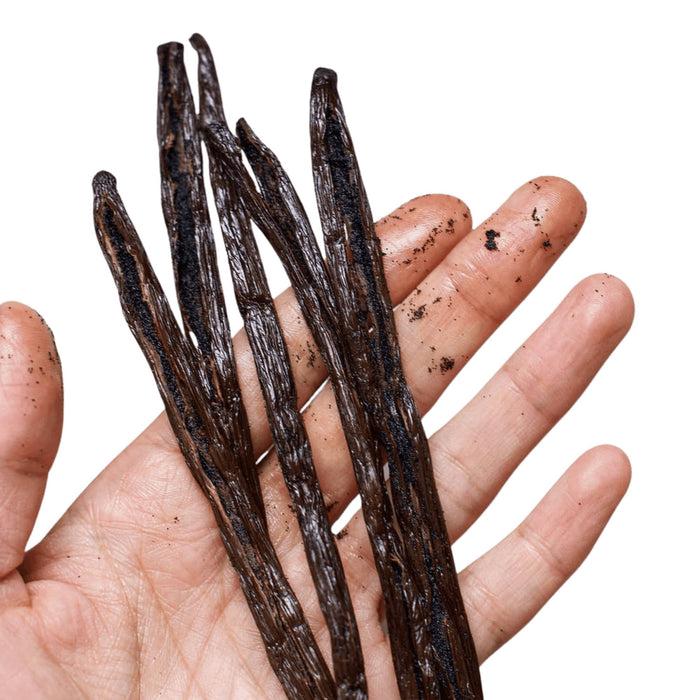 gneiss spice Organic Gourmet Vanilla Bean Pods — Fair Trade from Madagascar