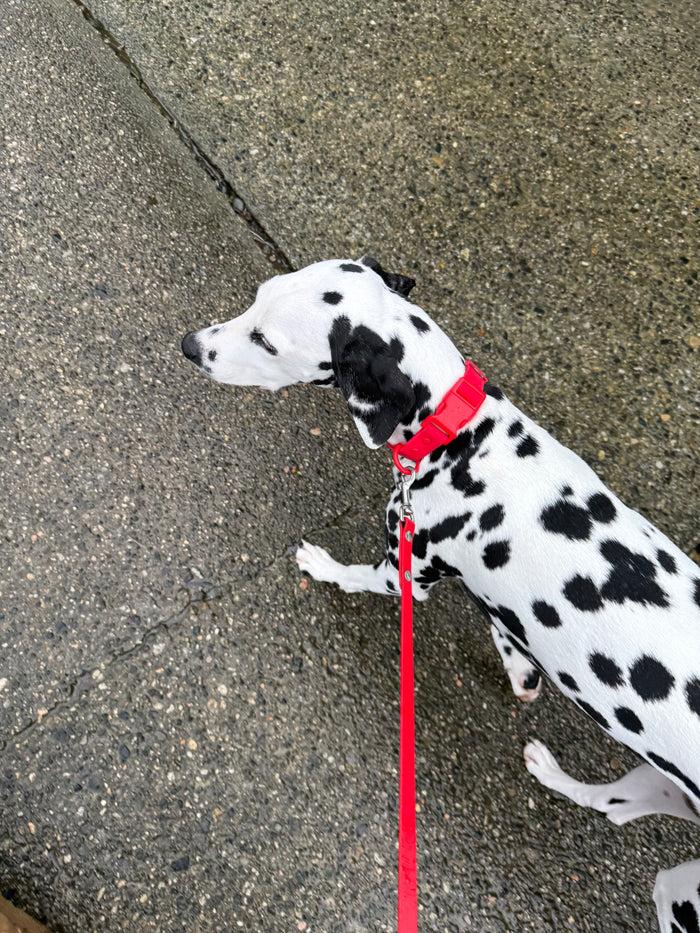 Goodboy Gb-c Waterproof Quick Release Collar - Chili Red
