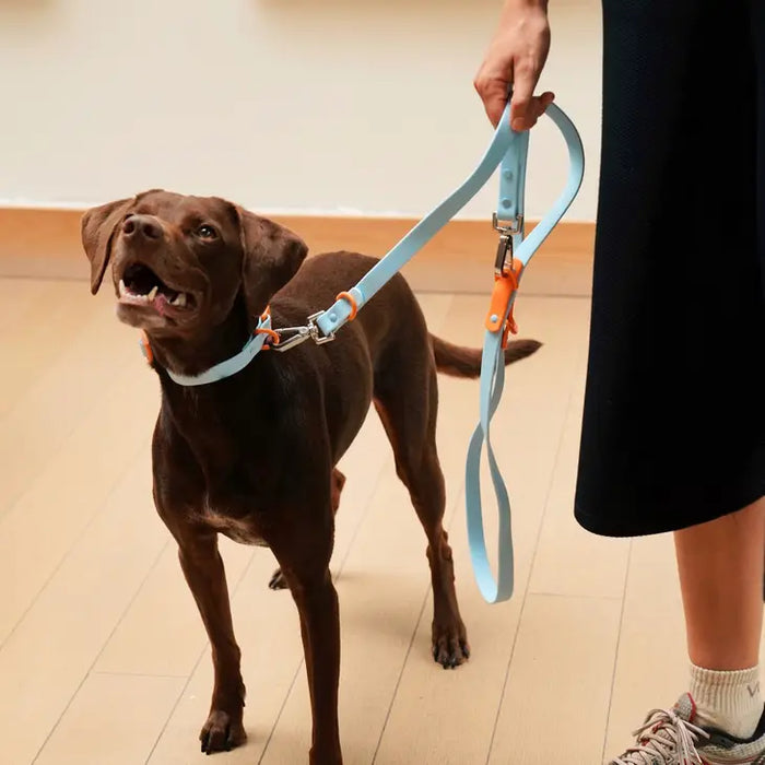 Goodboy Approved By Fritz - Baby Blue/Orange Leash