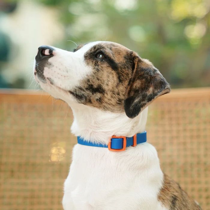 Goodboy Approved By Fritz Collar - Blue/Red