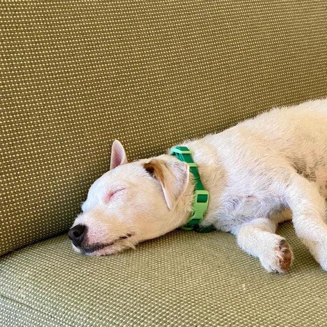 Goodboy Approved By Fritz - Green Collar