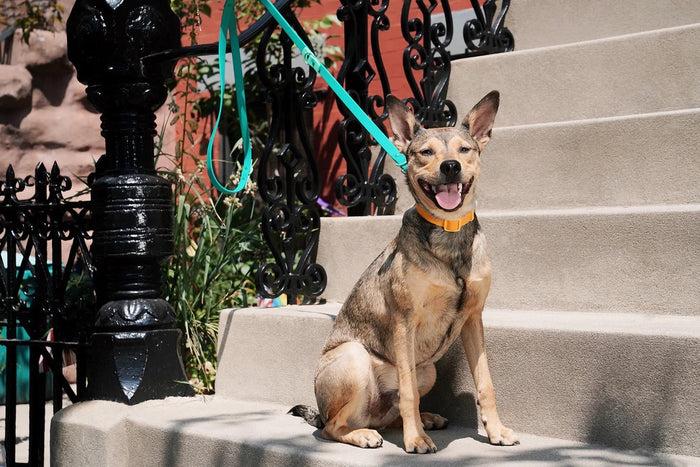 Goodboy Approved By Fritz - Green Leash