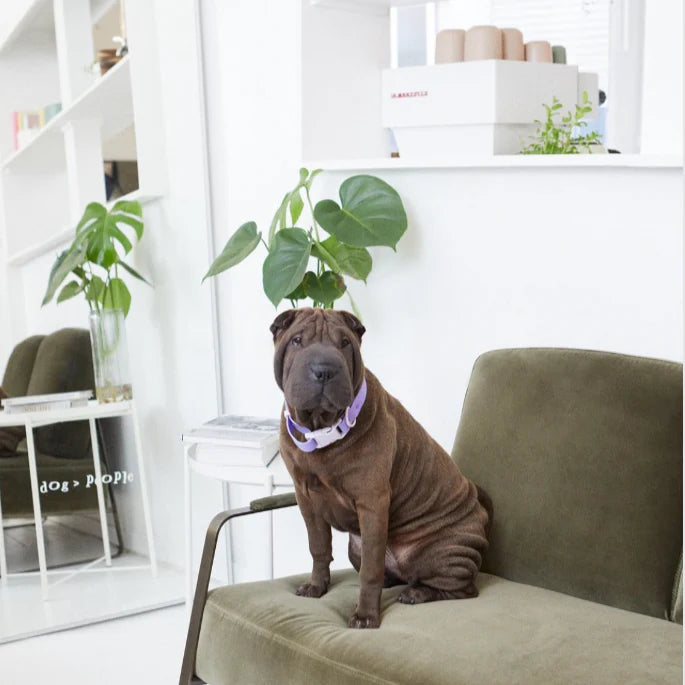 Goodboy Approved By Fritz - Lilac/Grey Collar