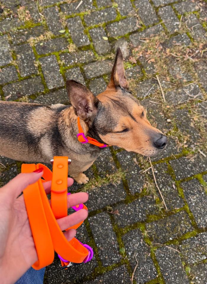 Goodboy Approved By Fritz - Orange/Magenta Leash