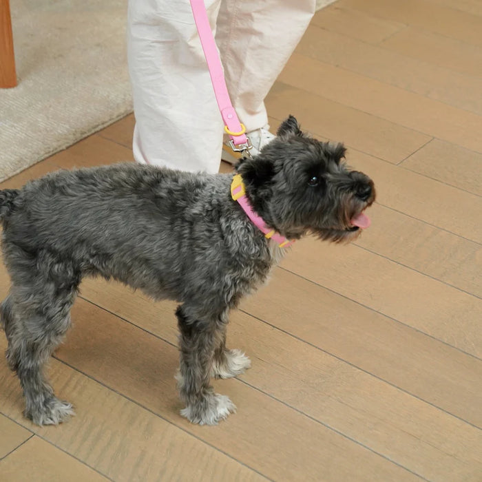 Goodboy Approved By Fritz - Pink/Yellow Collar