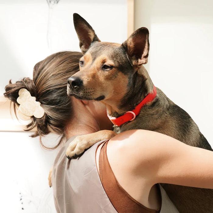 Goodboy Approved By Fritz - Red/Pink Collar