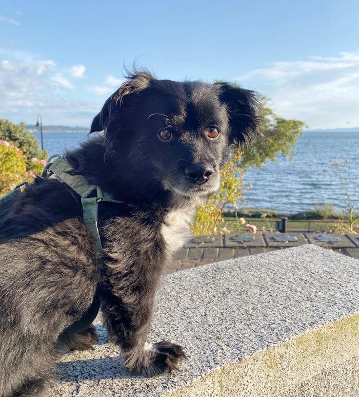 Goodboy Barkin' Step In Harness - Sage