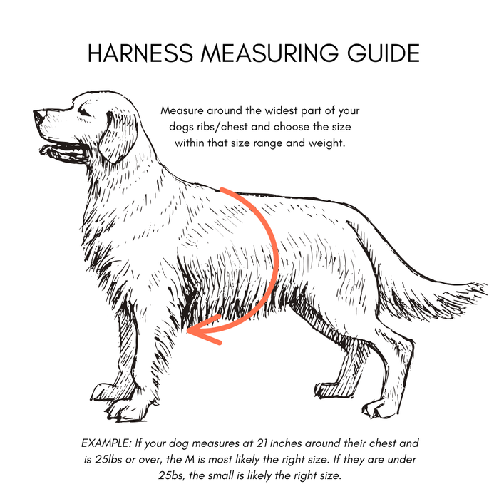 Goodboy Gb-c Everyday Harness - Black