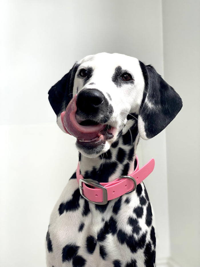 Goodboy Walk By Good Boy - Biothane Collar - Bubblegum