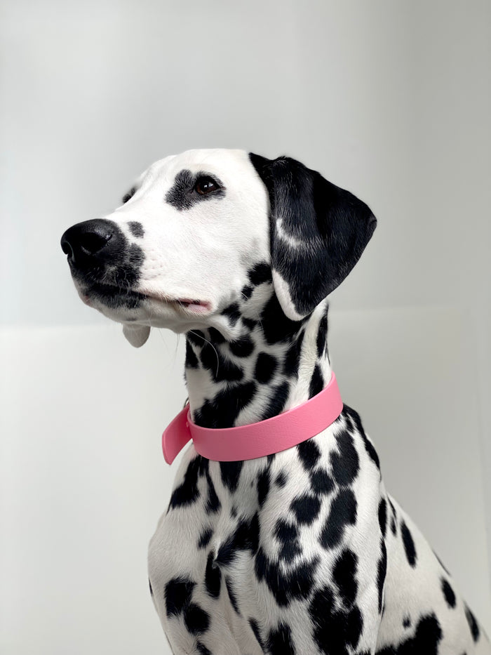 Goodboy Walk By Good Boy - Biothane Collar - Bubblegum