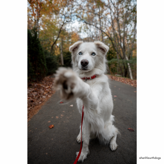 Goodboy Walk By Good Boy - Biothane Collar - Chili