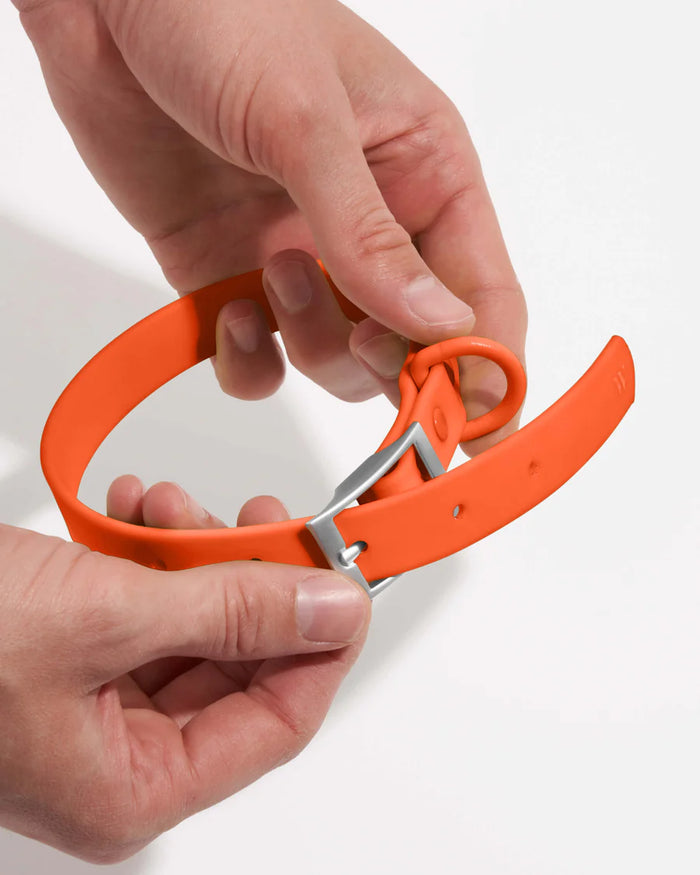 Goodboy Wild One Collar - Blaze (S And M AVAILABLE)