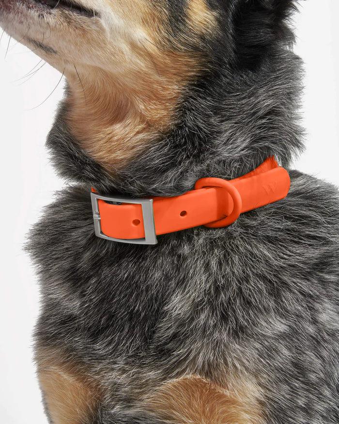 Goodboy Wild One Collar - Blaze (S And M AVAILABLE)