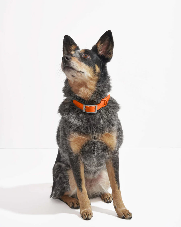 Goodboy Wild One Collar - Blaze (S And M AVAILABLE)