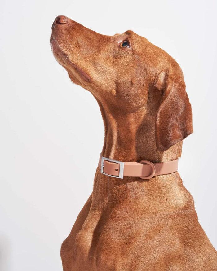 Goodboy Wild One Collar - Cocoa