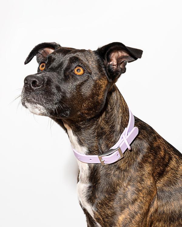 Goodboy Wild One Collar - Lilac