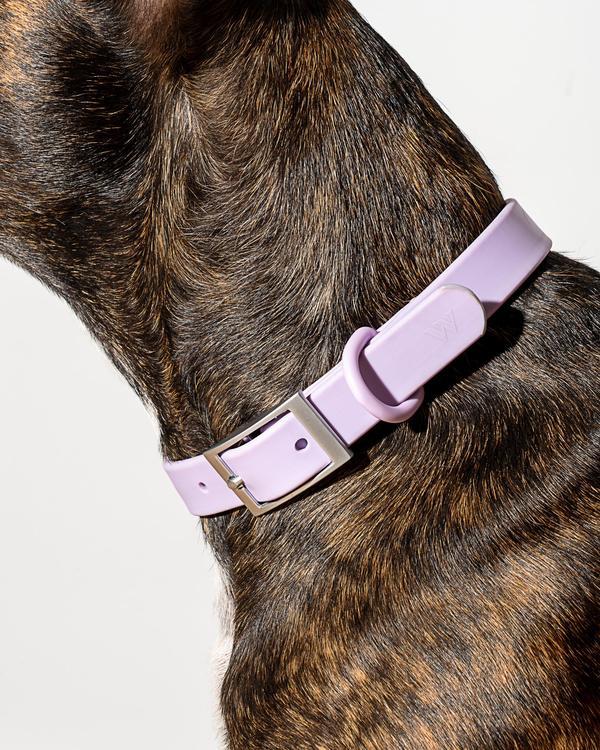 Goodboy Wild One Collar - Lilac