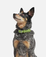 Goodboy Wild One Collar - Moss