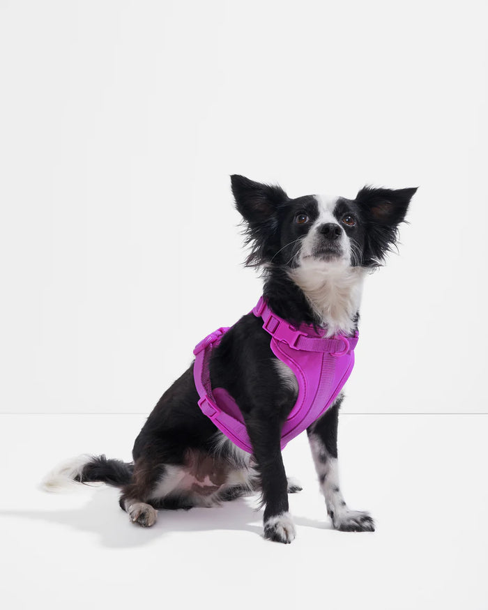 Goodboy Wild One Comfort Harness - Orchid