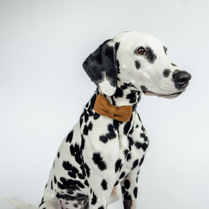 goodboy Working Dog Bow Tie (Colors)