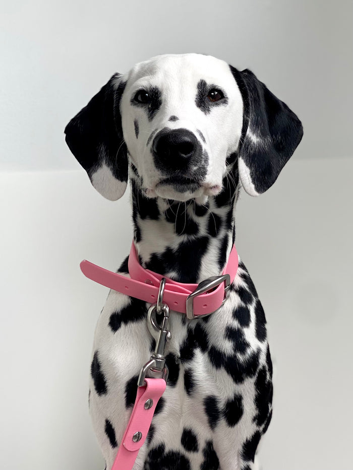 Goodboy Walk By Good Boy - The Any Way Lead - Bubblegum