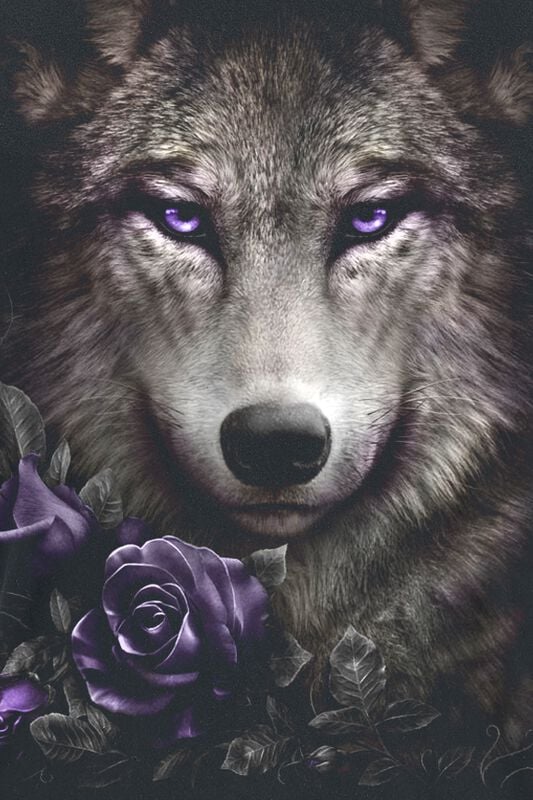 Gothicana By Emp "Wolf Roses" T-Shirt Black By Spiral