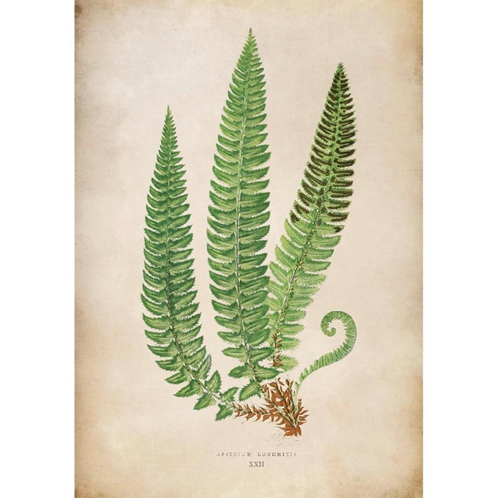 graham & brown Aspidium Lonchitis XXII Green Wall Art