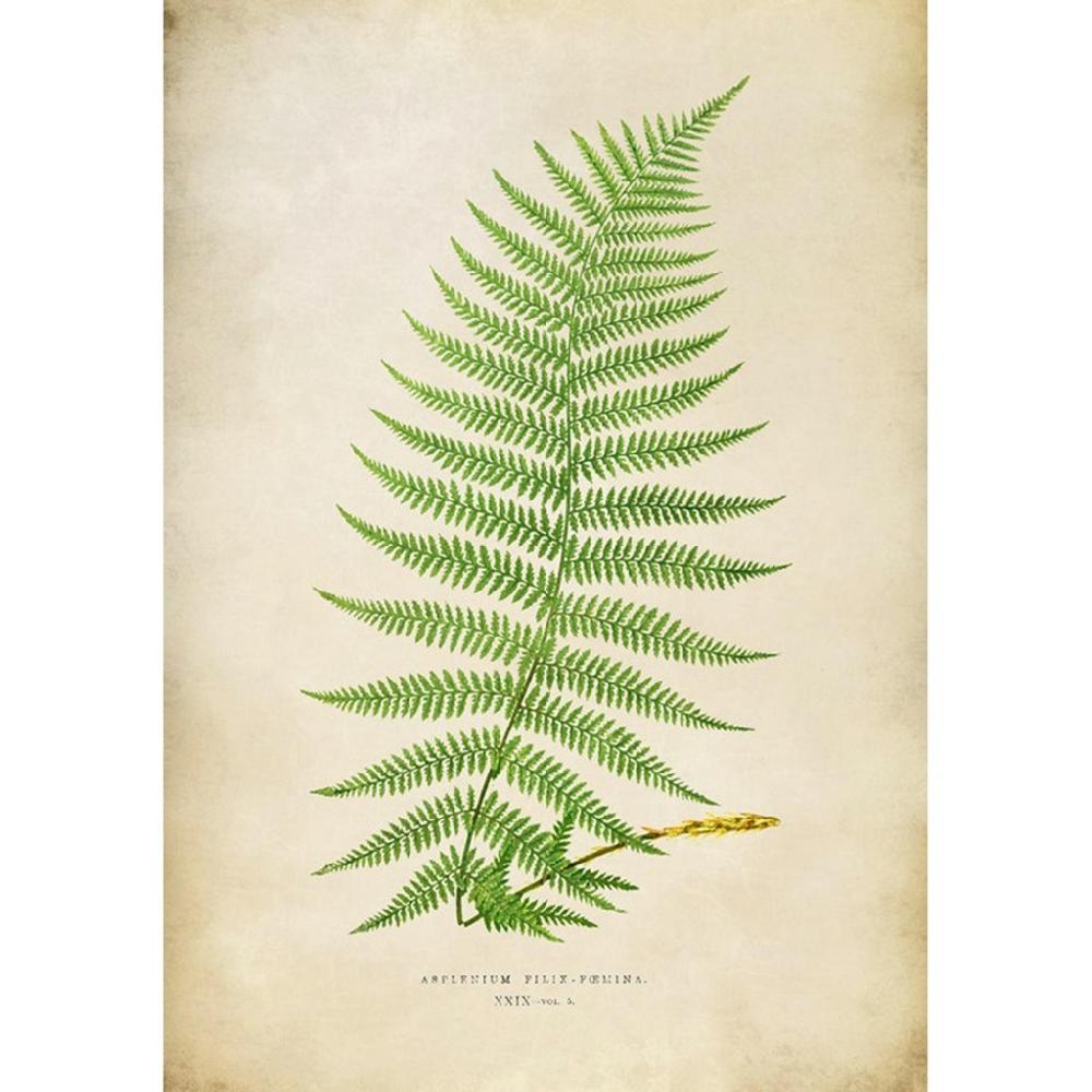 graham & brown Asplenium Filix-Foemina Green Wall Art