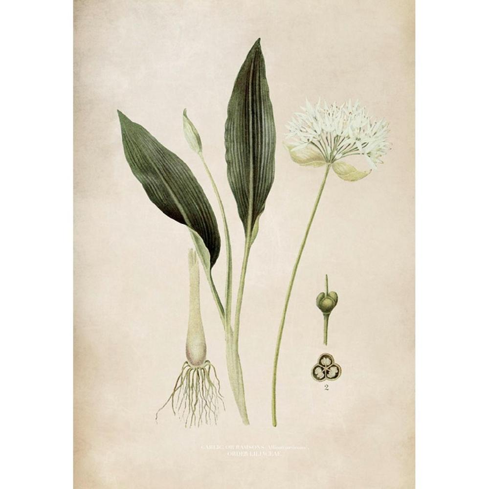 graham & brown Allium Ursinum Green Wall Art