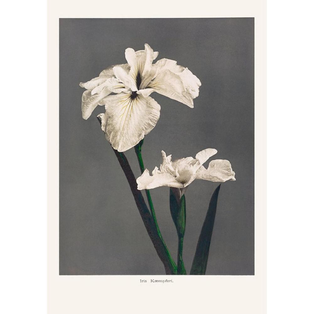 graham & brown Iris Kaempferi Mono Wall Art