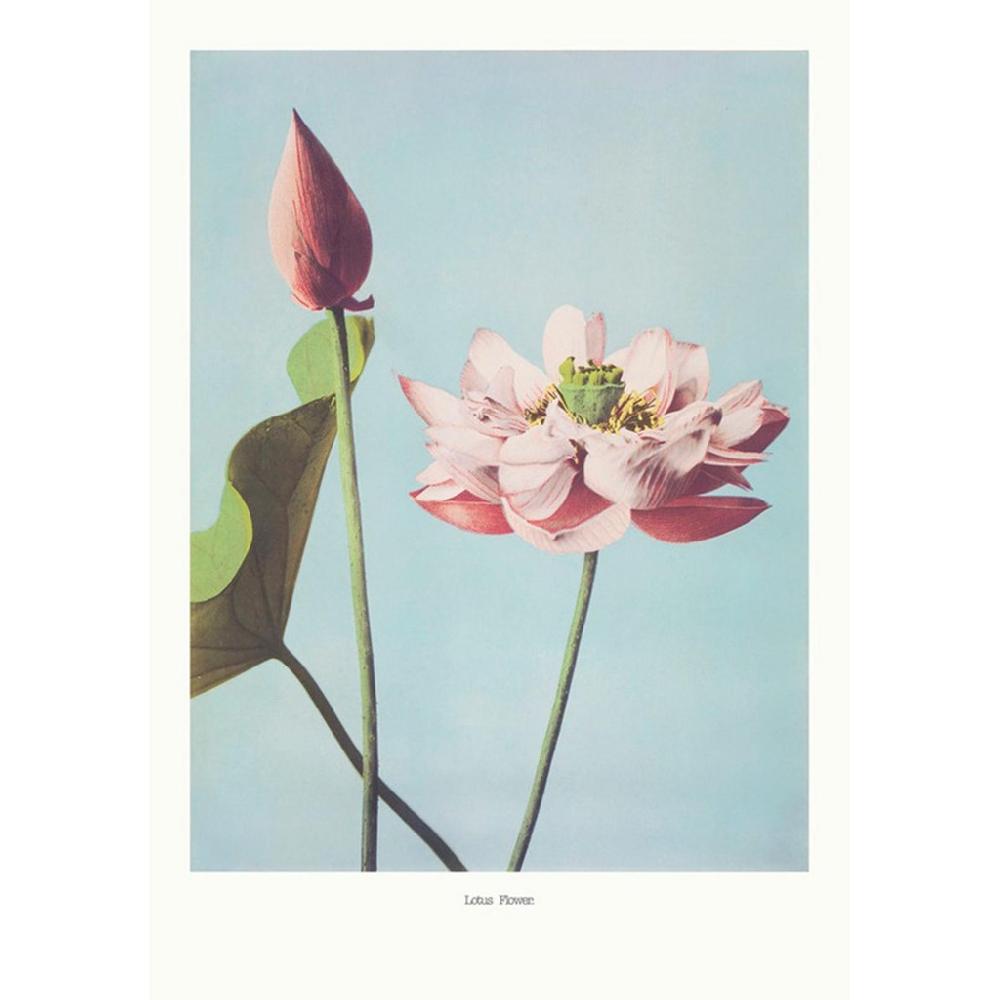 graham & brown Lotus Flower Blue Wall Art