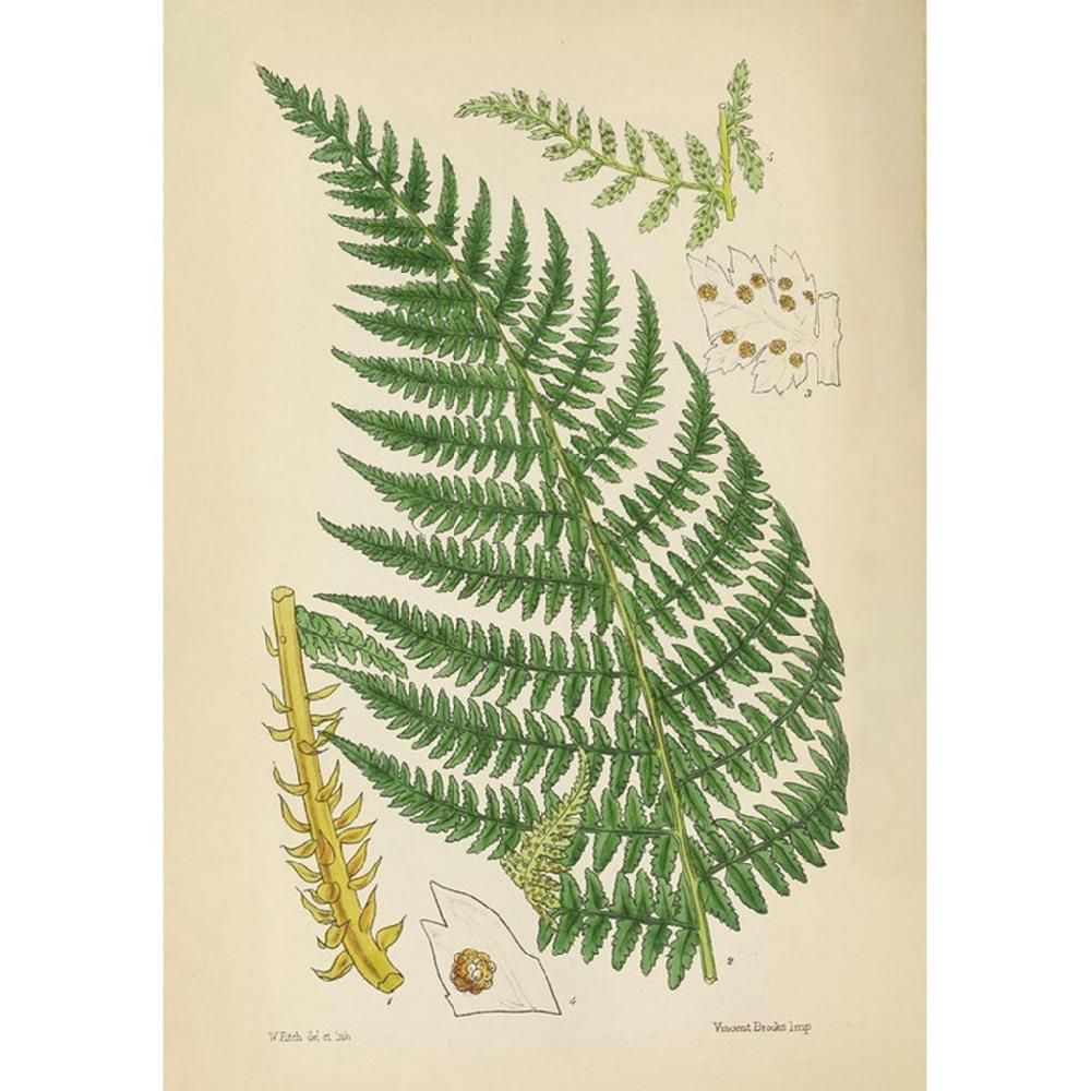 graham & brown Vinvent Brooks Fern Green Wall Art
