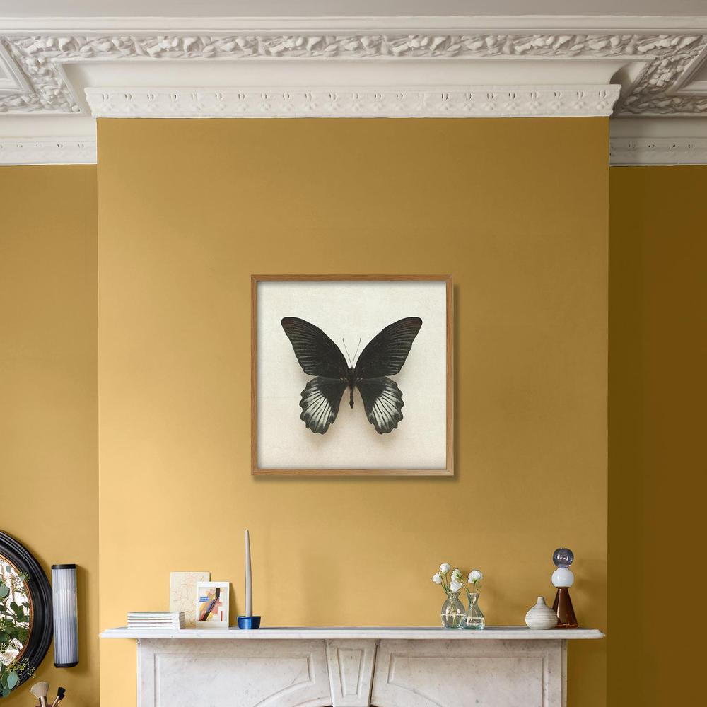 Graham & Brown Portrait Of A Butterfly Black Wall Art