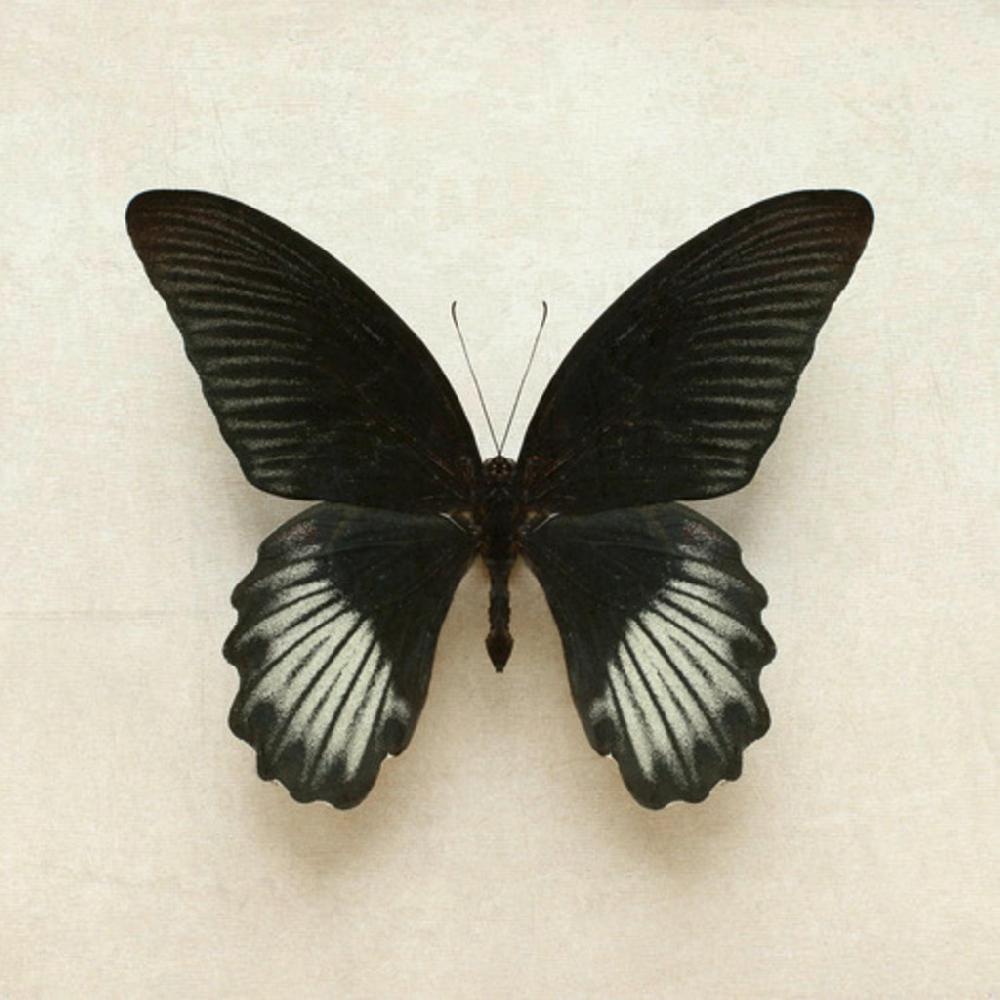 graham & brown Portrait of a Butterfly Black Wall Art