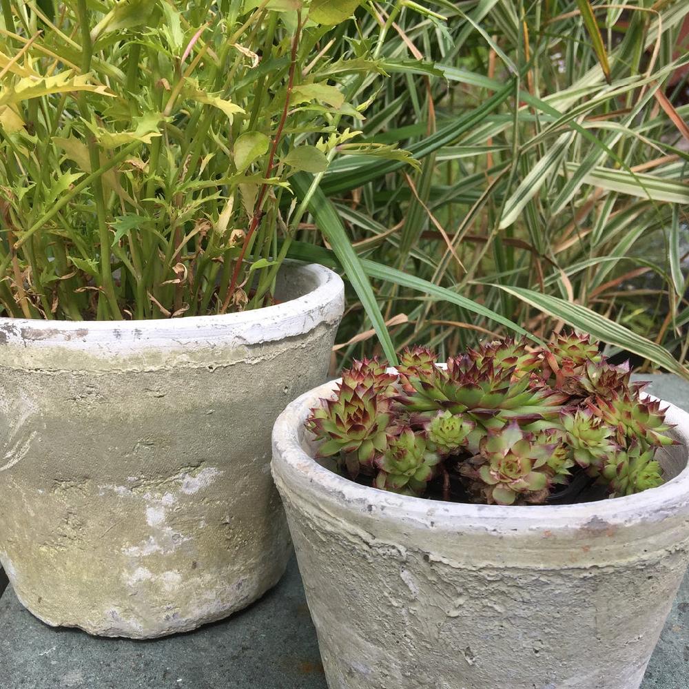 Greige Aged Terracotta Cactus Pot - Various Sizes