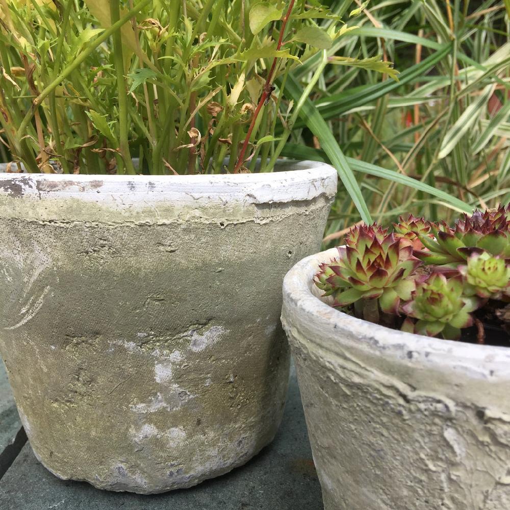 greige Aged Terracotta Cactus Pot - Various Sizes