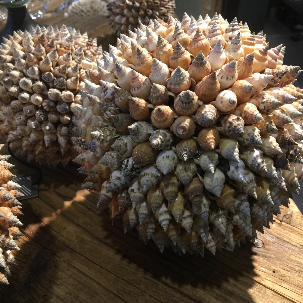 greige Decorative Bear Conch Shell Ball - Two Sizes