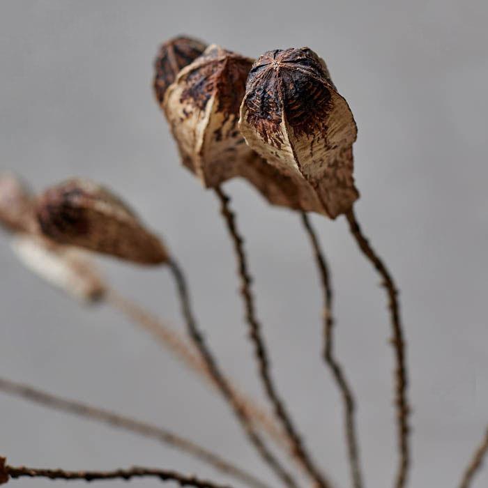 Greige Dried Mahogany Pod Bunch