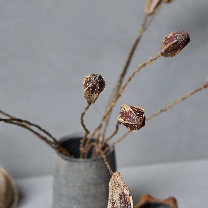 Greige Dried Mahogany Pod Bunch