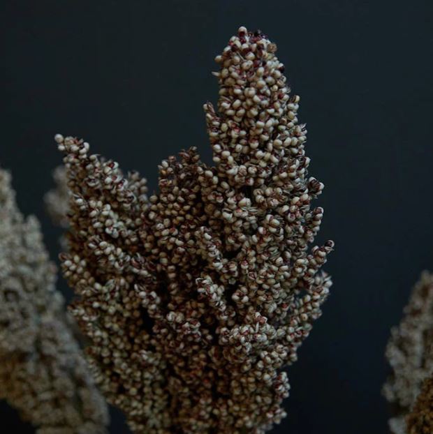 Greige Dried Sorghum Stem