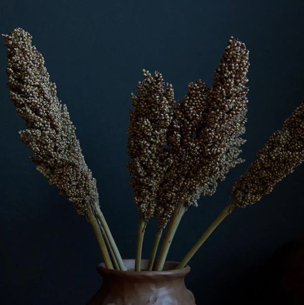 Greige Dried Sorghum Stem