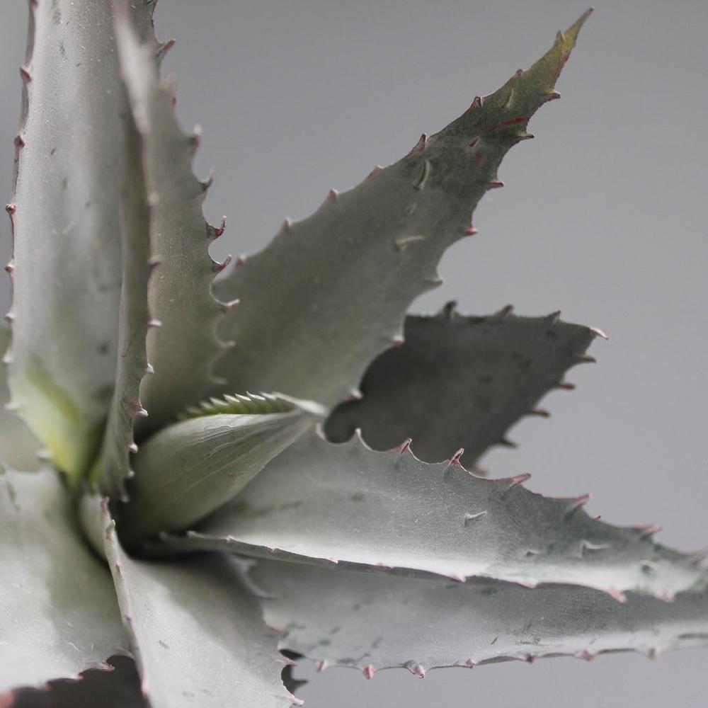 greige Faux Aloe Plant