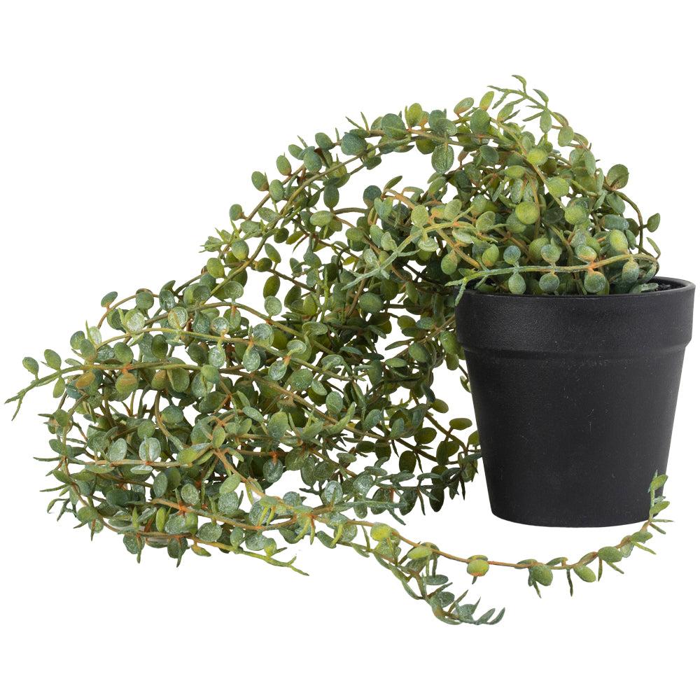 Greige Faux Trailing Senecio In Pot