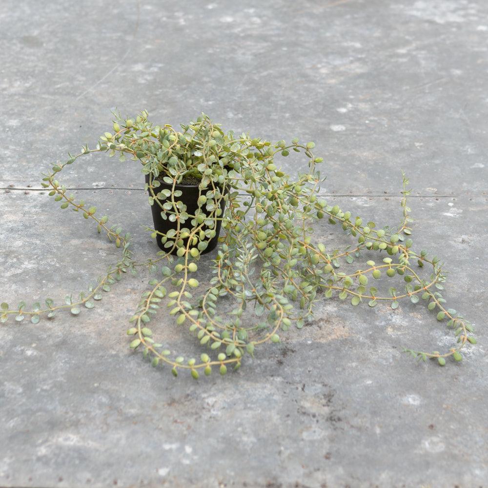 greige Faux Trailing Senecio in Pot