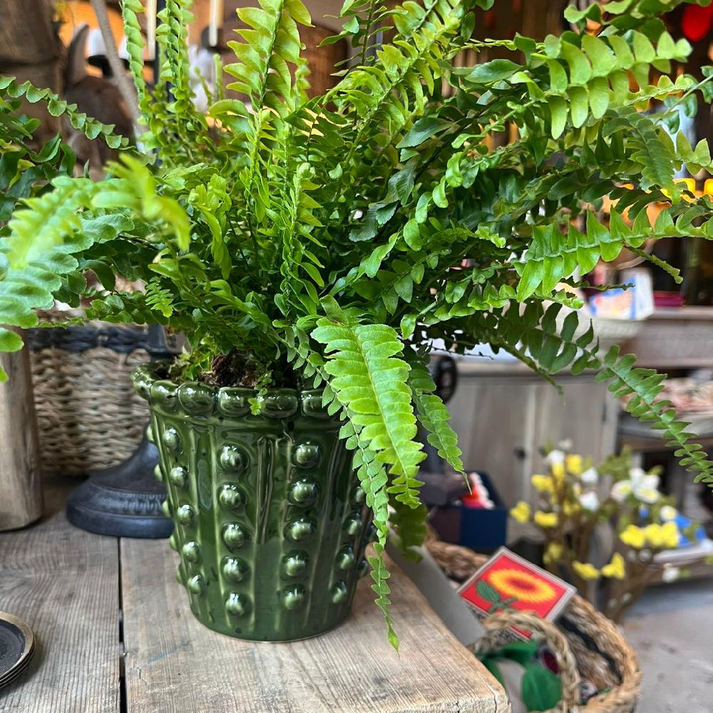 greige Green Bobble Flower Pot