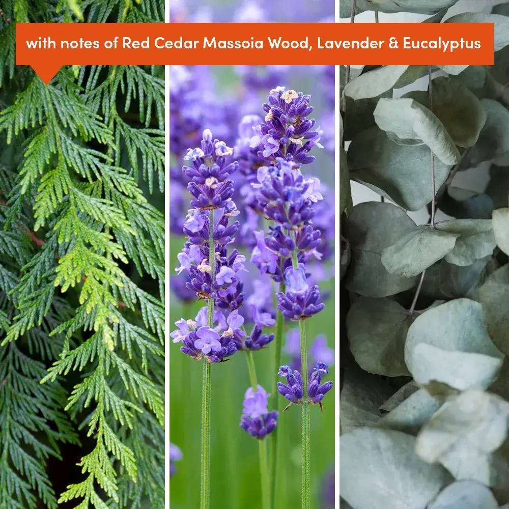 Grüum. Lÿs Soy Wax Candle – Forgotten Woodland | 170g