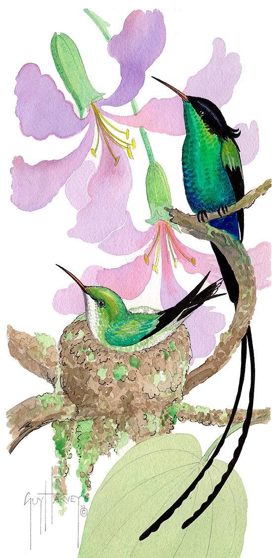 guy harvey Bauhinia Nest